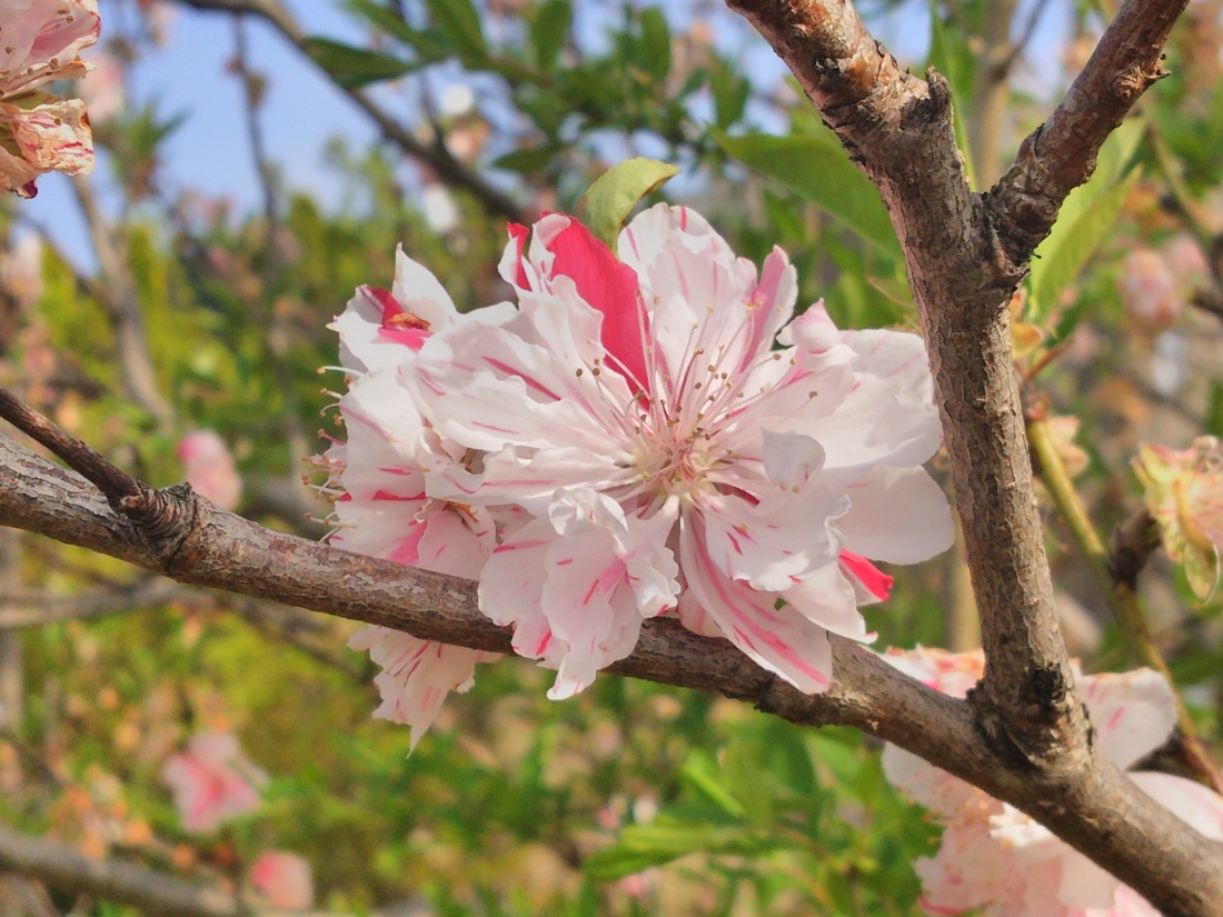 ２色の花びら