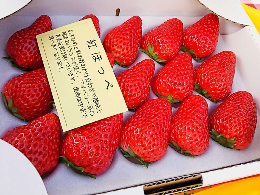 旅レポ 渋川でいちご狩り 絵と旅と花とお散歩
