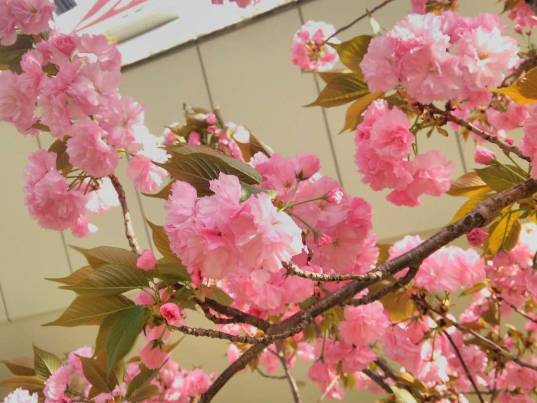 f:id:take--chan:20180407001134j:plain f:id:take--chan:20180407001134j:plain