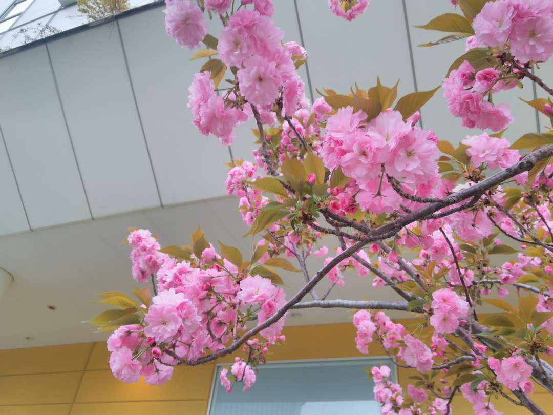 f:id:take--chan:20180407001139j:plain f:id:take--chan:20180407001139j:plain