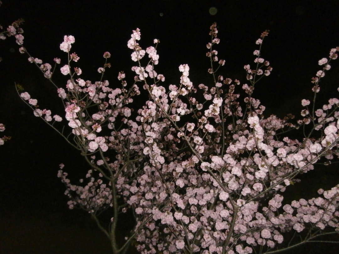 f:id:take--chan:20180407001142j:plain f:id:take--chan:20180407001142j:plain