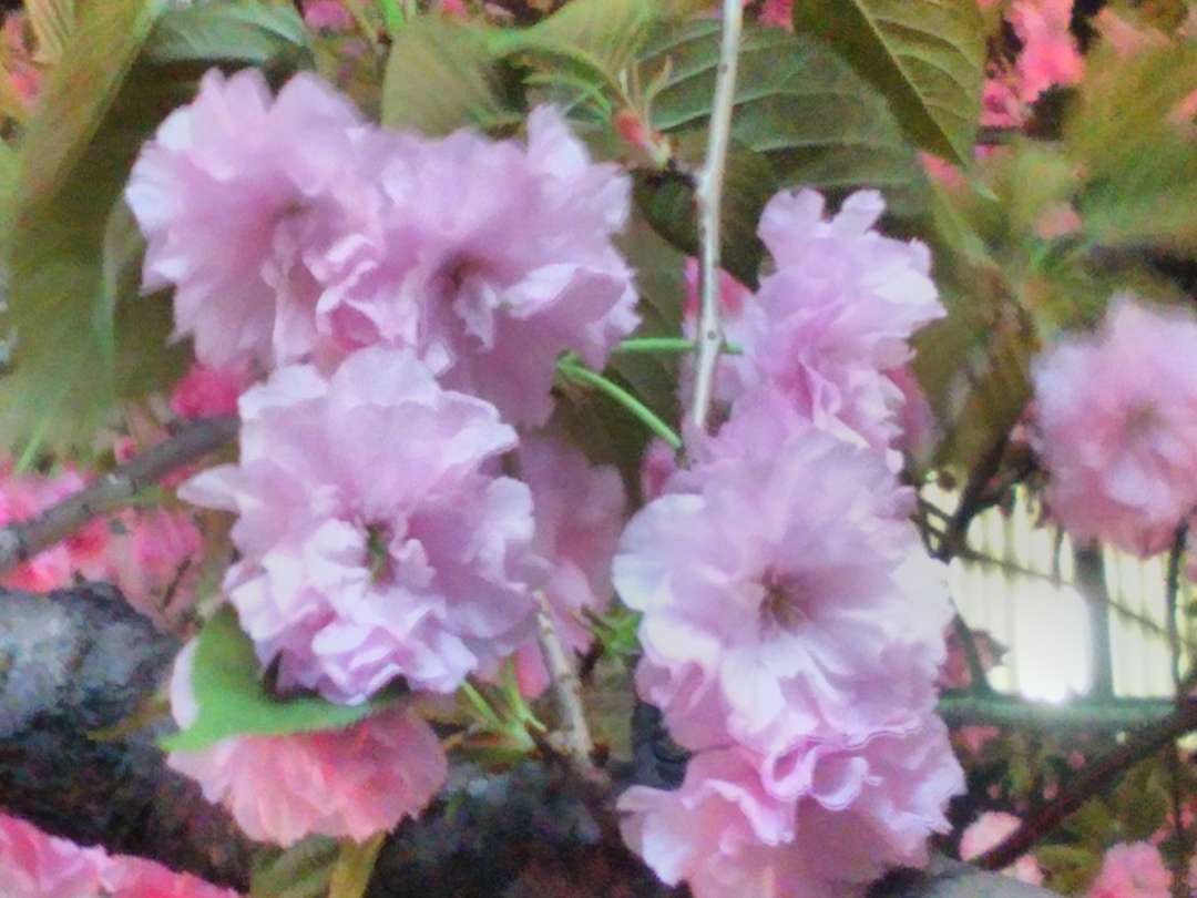 f:id:take--chan:20180407001144j:plain f:id:take--chan:20180407001144j:plain