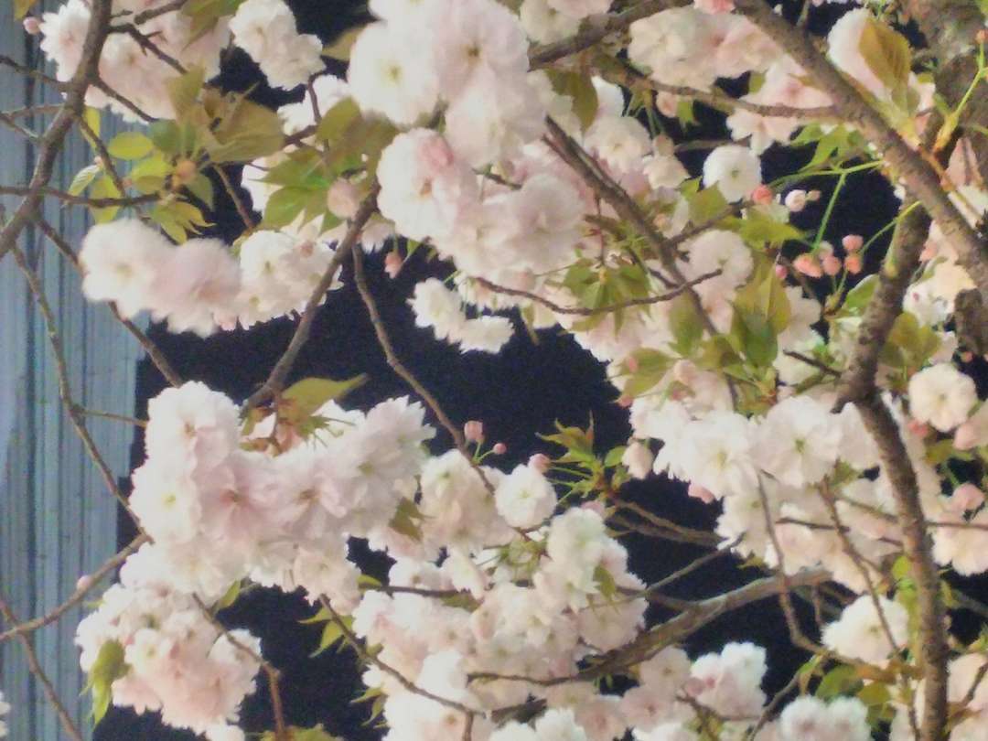 f:id:take--chan:20180407001147j:plain f:id:take--chan:20180407001147j:plain