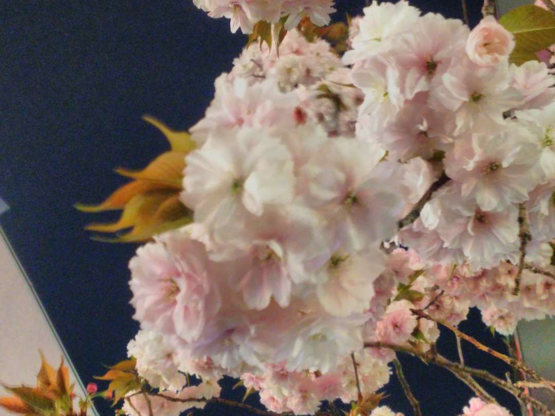 f:id:take--chan:20180407001148j:plain f:id:take--chan:20180407001148j:plain