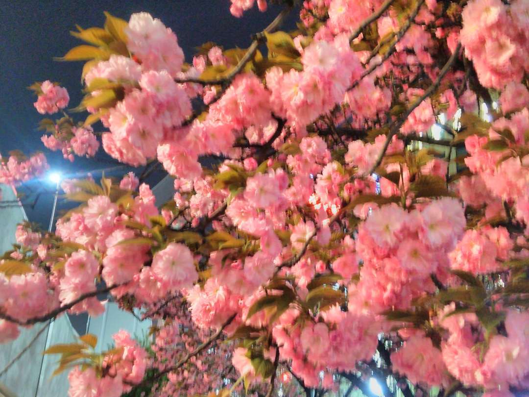 f:id:take--chan:20180407001149j:plain f:id:take--chan:20180407001149j:plain