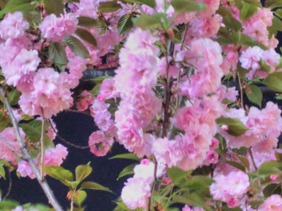 八重桜