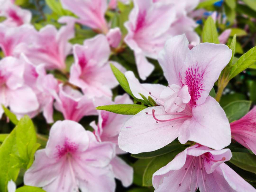 f:id:take--chan:20200422180242j:plain