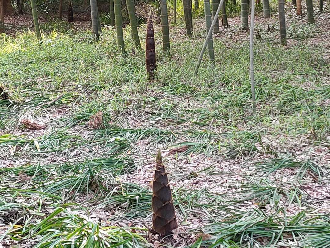 f:id:take--chan:20200427210332j:plain