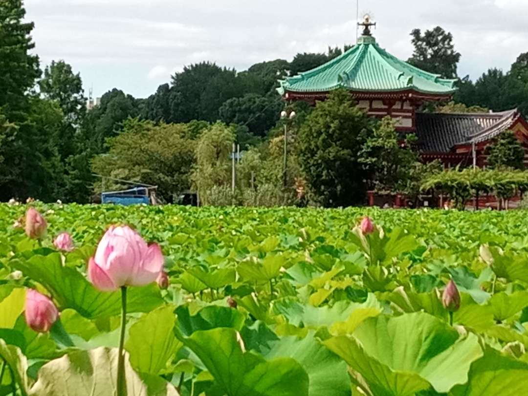 f:id:take--chan:20200725212322j:plain