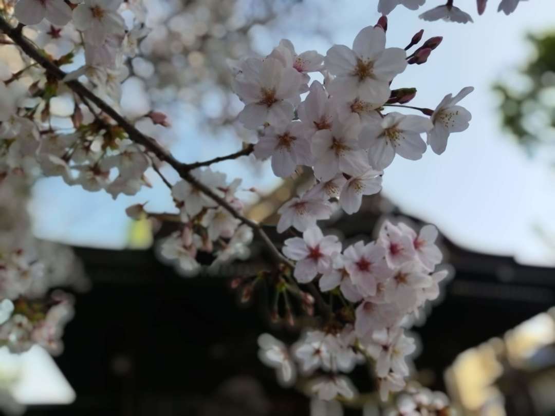 f:id:take--chan:20210413201823j:plain