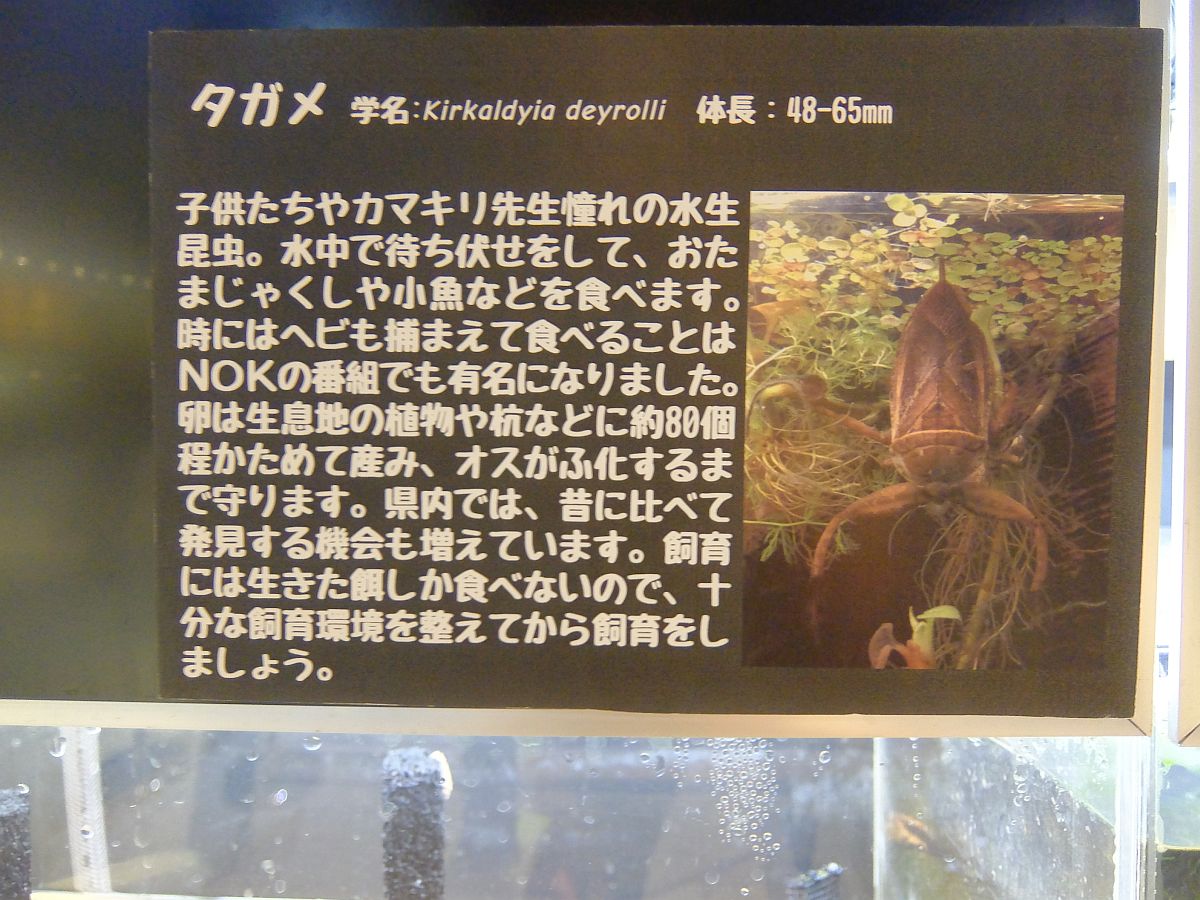 f:id:take-bin:20200705220342j:plain