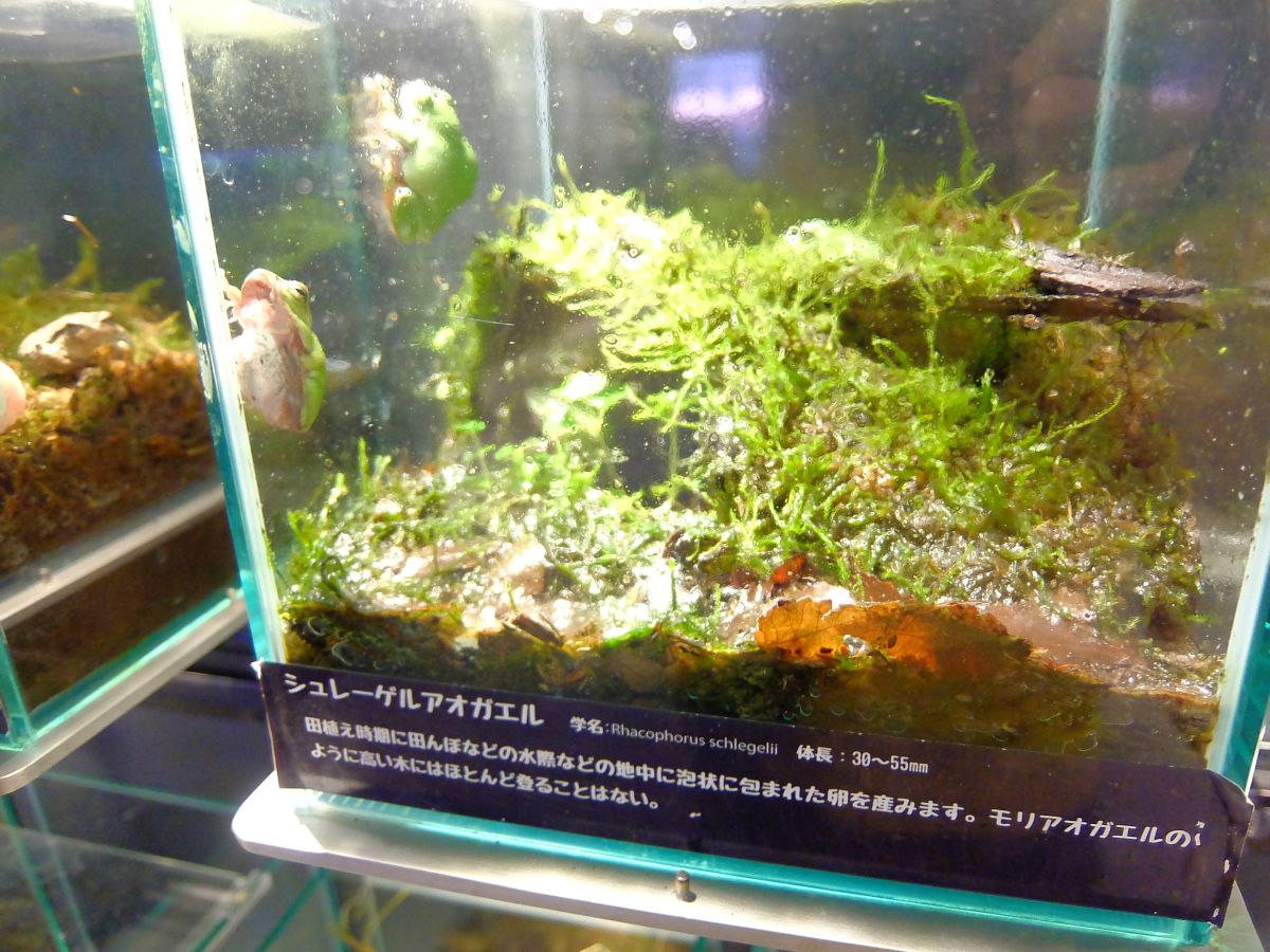 f:id:take-bin:20200705220441j:plain