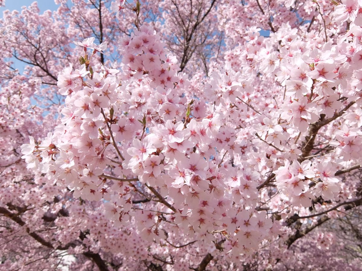 f:id:take-bin:20210623091615j:plain