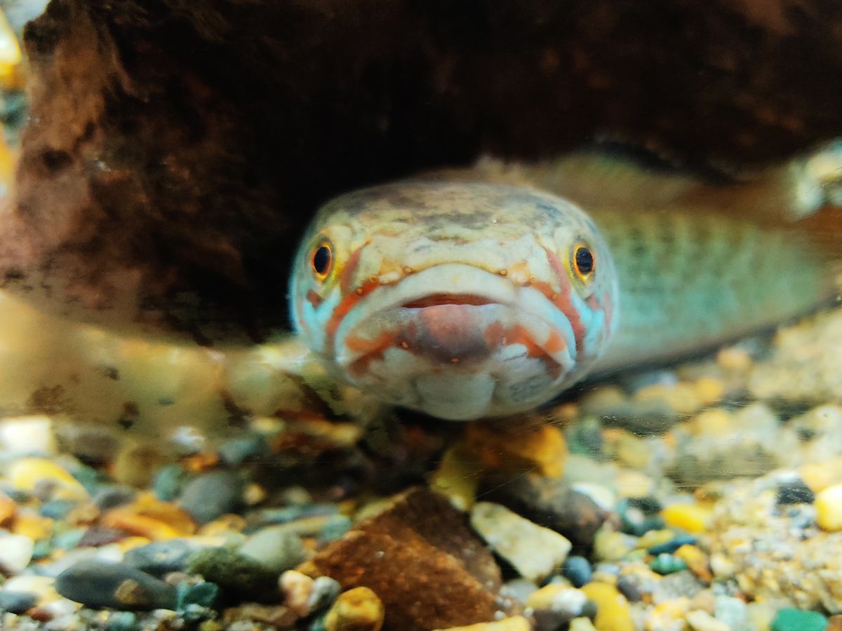 f:id:take-bin:20211018034826j:plain