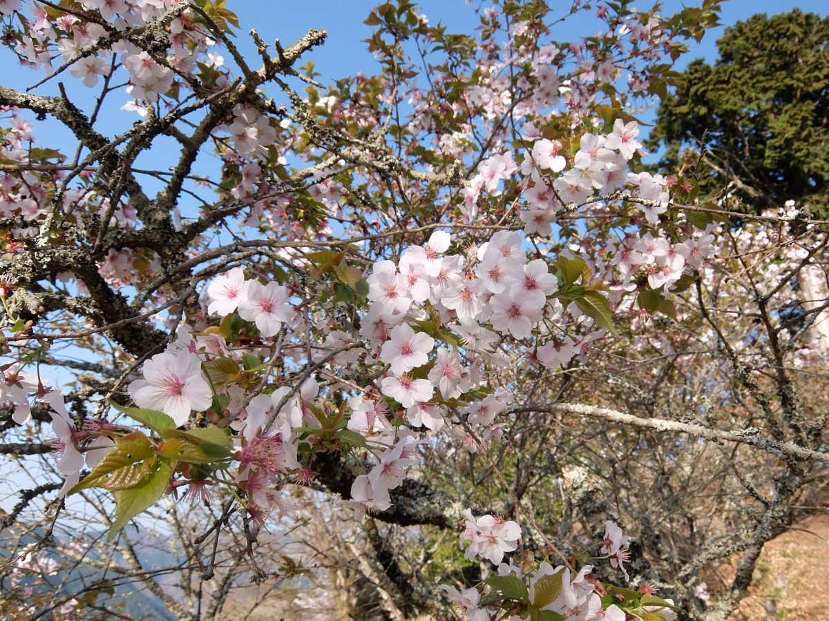 f:id:take-bin:20220414200116j:plain