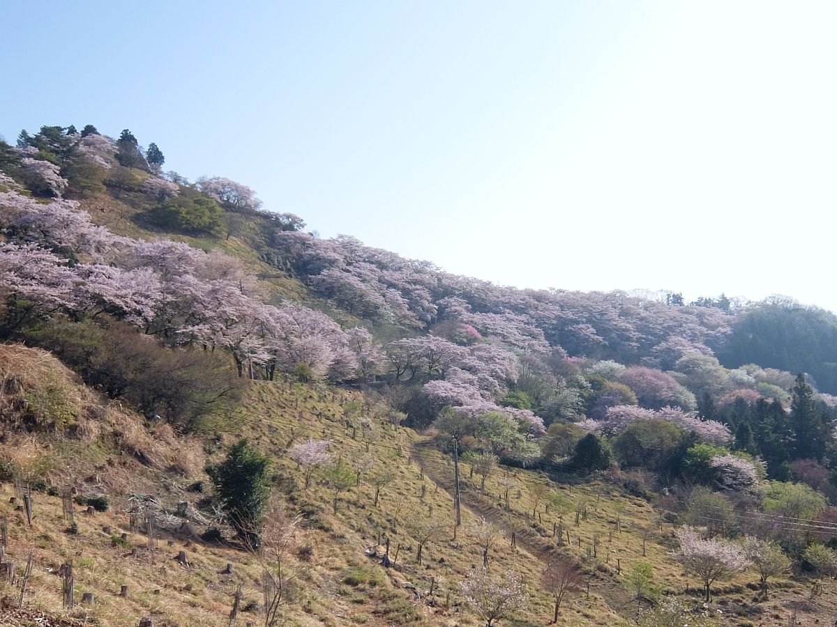 f:id:take-bin:20220414200137j:plain