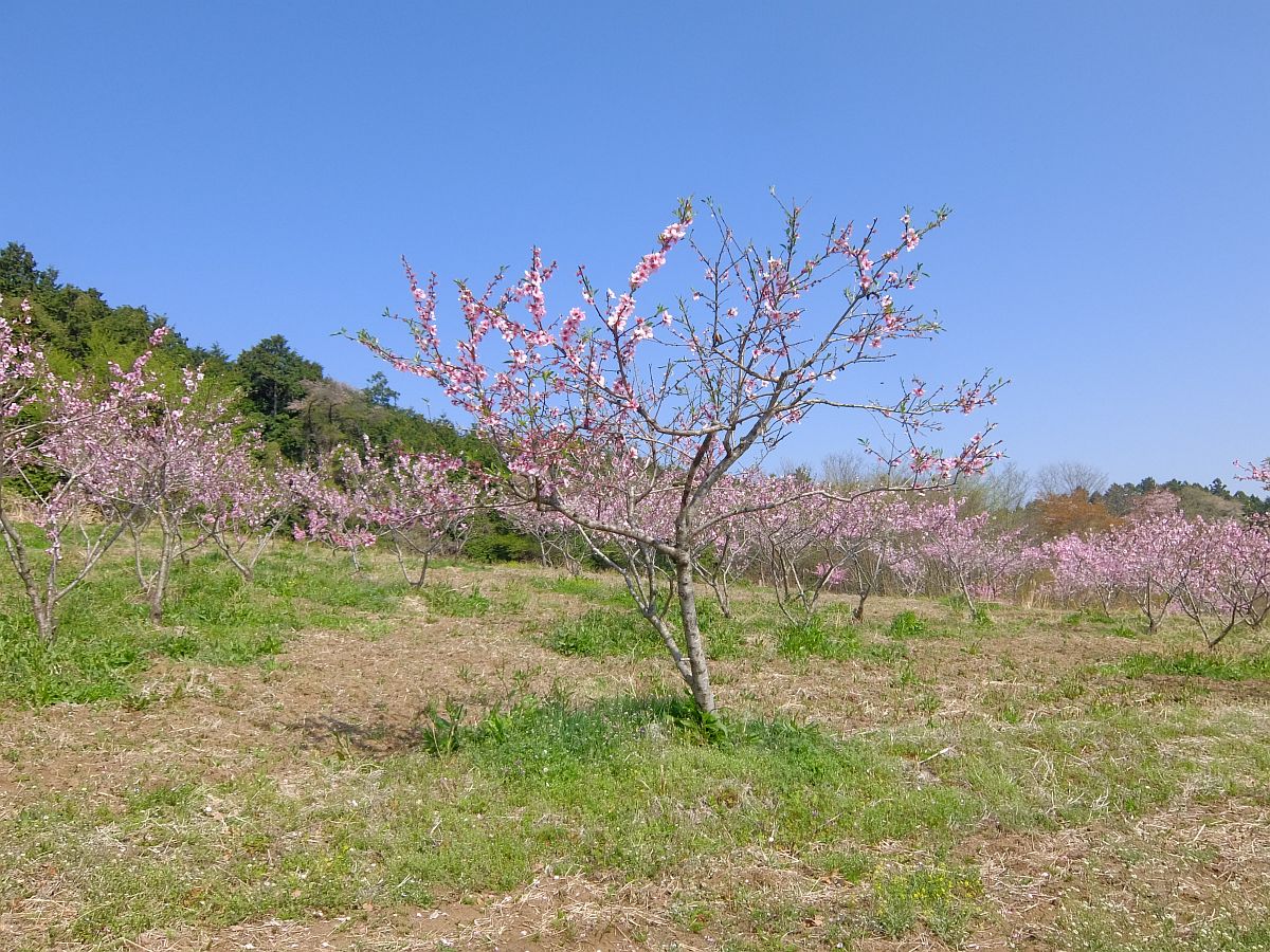 f:id:take-bin:20220414200307j:plain