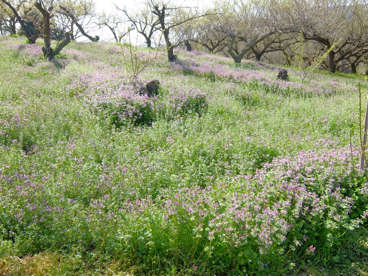 f:id:take-bin:20220414200315j:plain