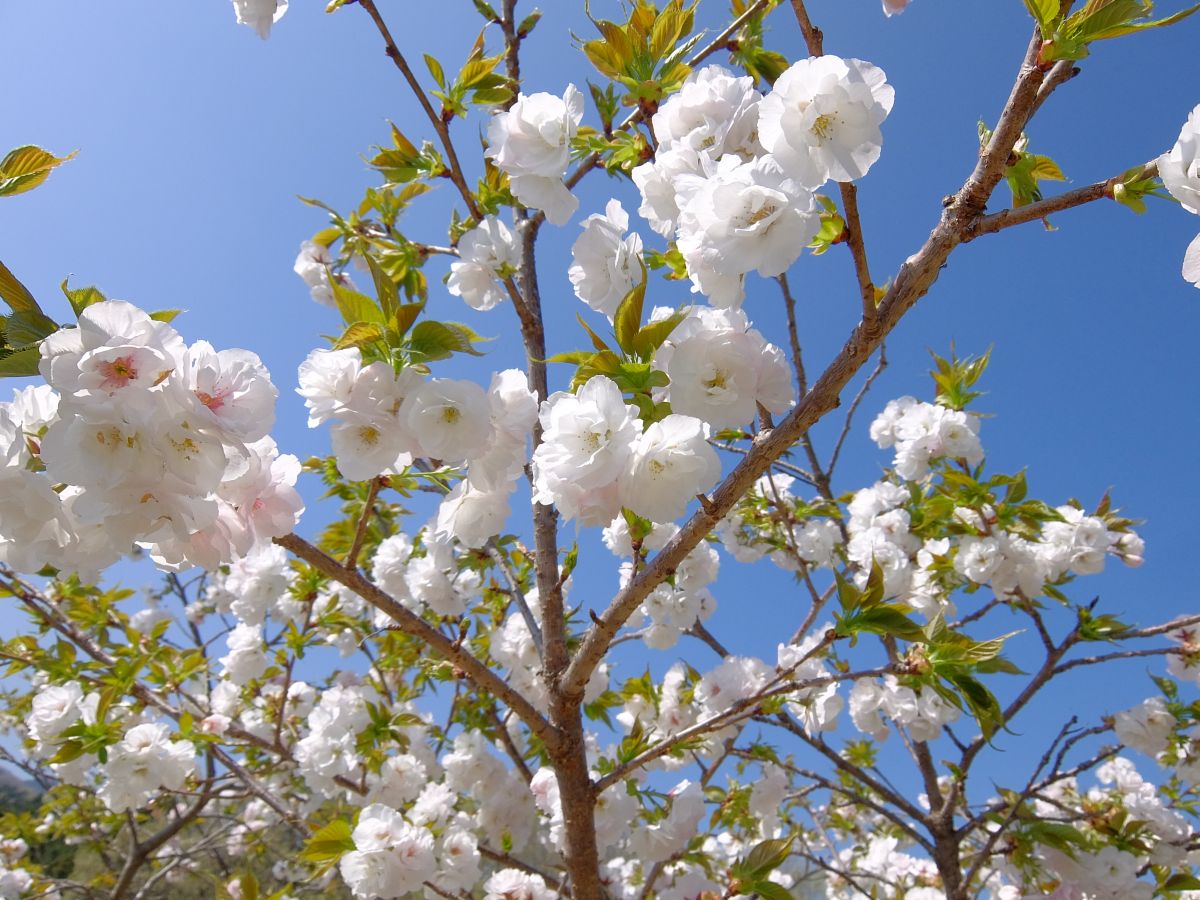 f:id:take-bin:20220414200325j:plain