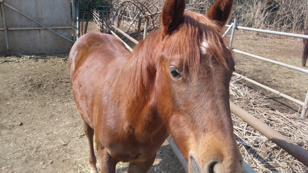 f:id:take-ivy:20180314160900j:plain f:id:take-ivy:20180314160900j:plain