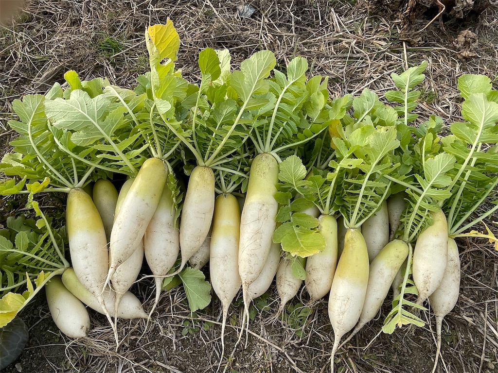 f:id:take012504:20260123182740j:image