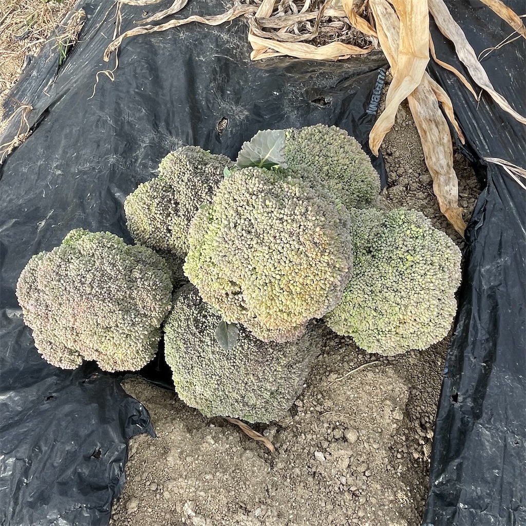 f:id:take012504:20260123182755j:image