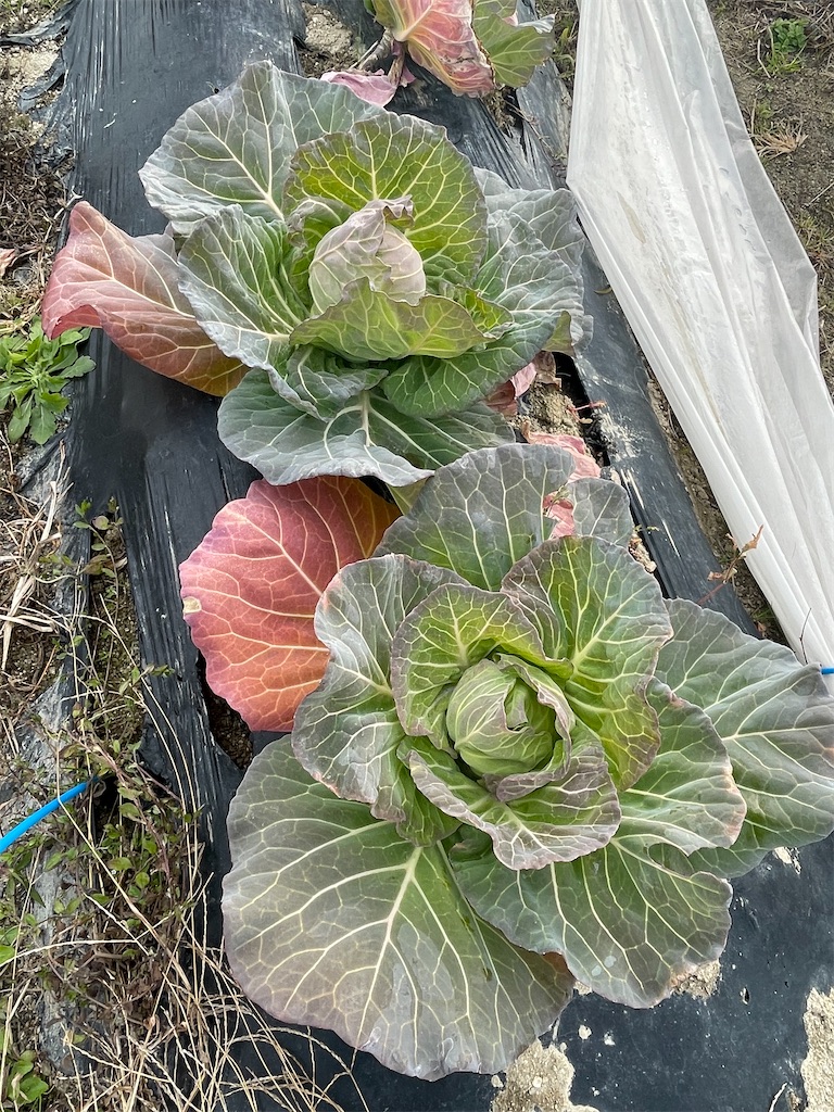 f:id:take012504:20260123182828j:image