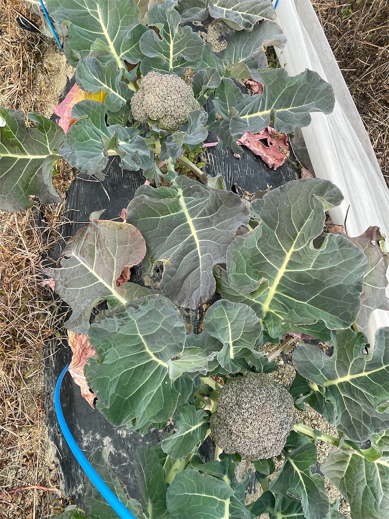 f:id:take012504:20260123182831j:image