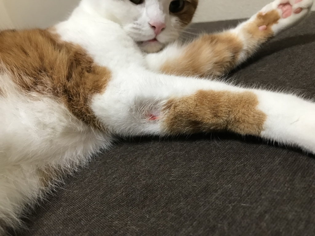 ねこちゃん、イボ取りに5万かかる説 - Good Cats Life〜いいねこのくらし〜