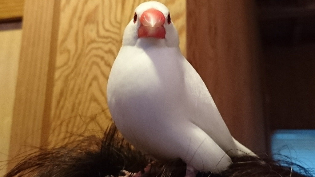 f:id:take28chiro:20181027141425j:plain