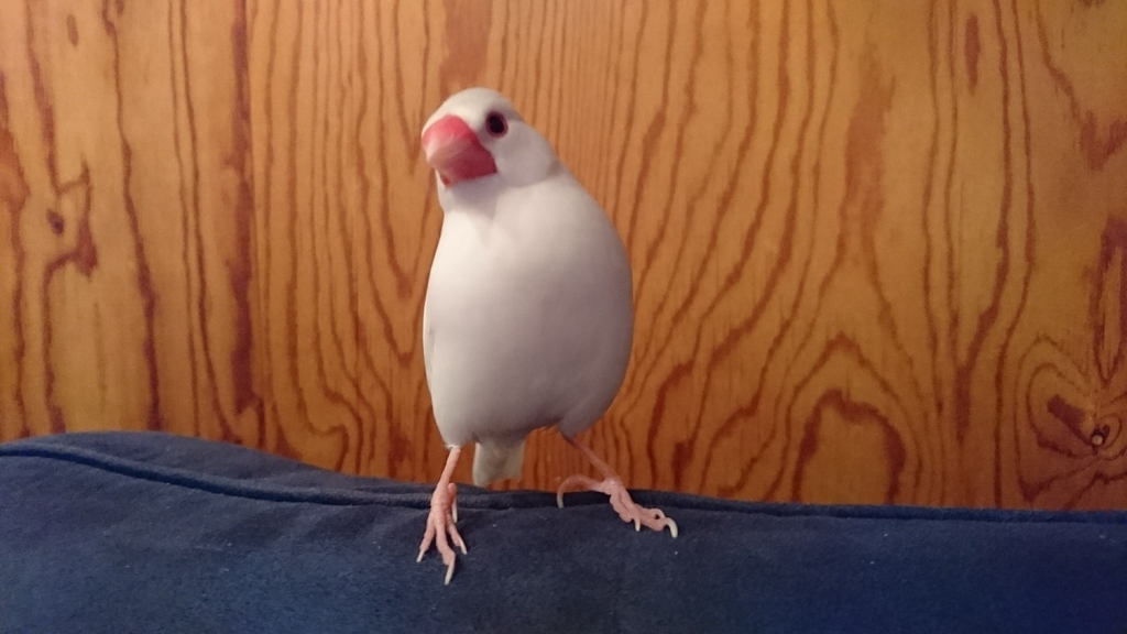 f:id:take28chiro:20181109150905j:plain f:id:take28chiro:20181109150905j:plain