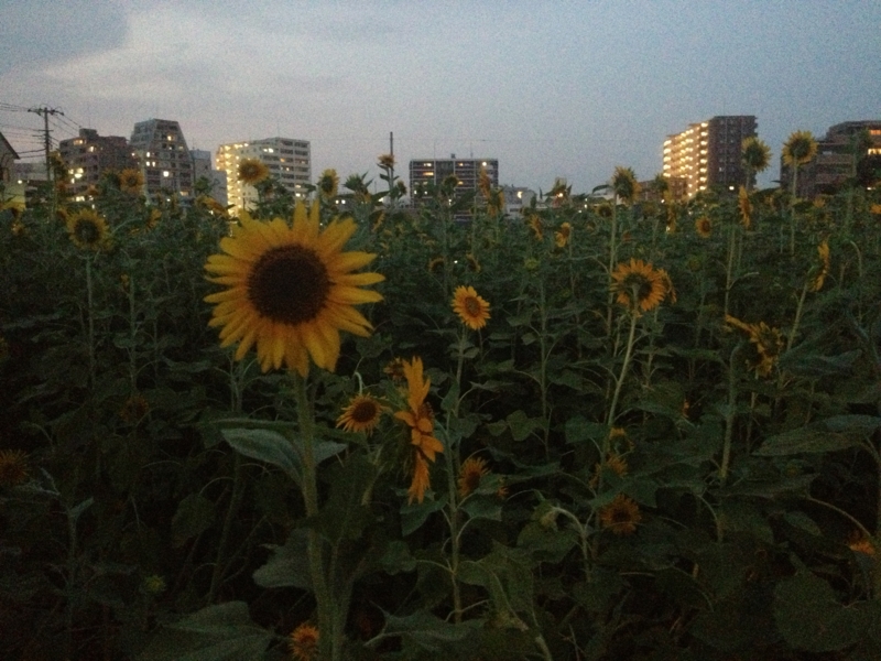 f:id:take369:20130816201625j:image:w360 f:id:take369:20130816201625j:image:w360