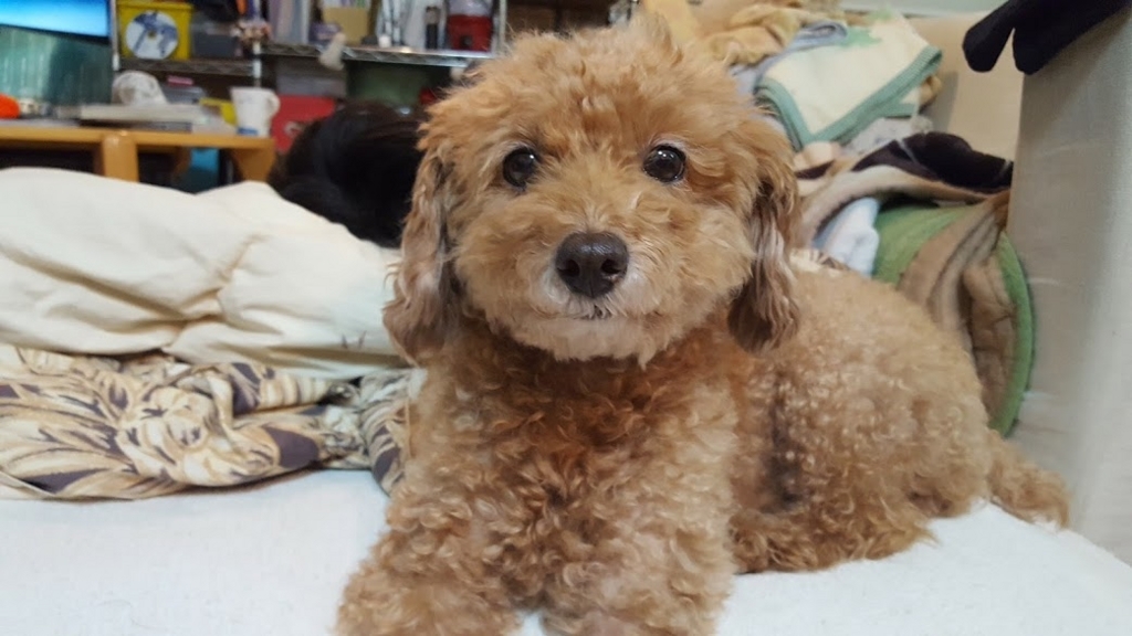 f:id:take_gooryu:20180704202945j:plain