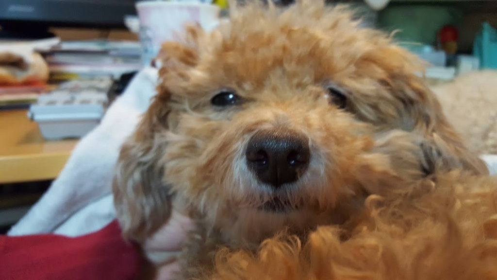 f:id:take_gooryu:20180704203011j:plain