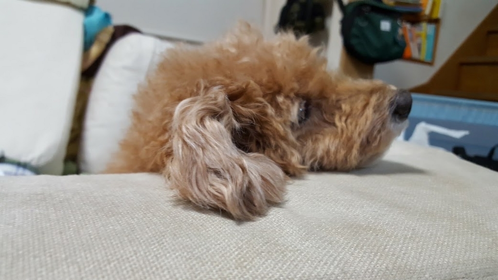 f:id:take_gooryu:20180704203021j:plain