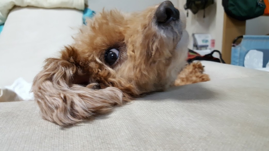 f:id:take_gooryu:20180704203025j:plain