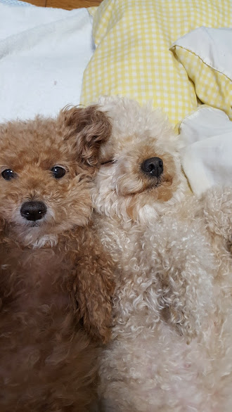 f:id:take_gooryu:20180704203054j:plain