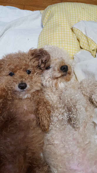 f:id:take_gooryu:20180704203059j:plain