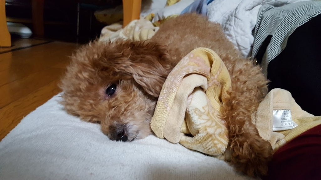 f:id:take_gooryu:20180704203103j:plain