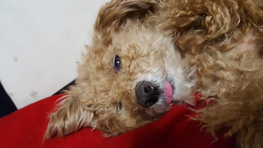 f:id:take_gooryu:20180704203159j:plain