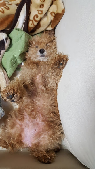 f:id:take_gooryu:20180704203215j:plain
