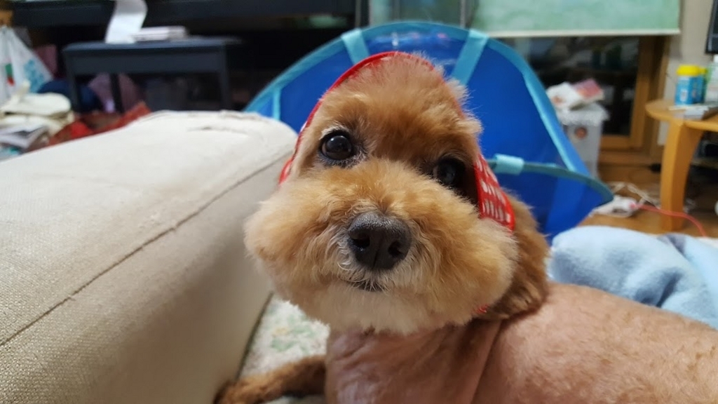 f:id:take_gooryu:20180704203220j:plain