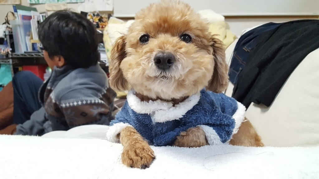 f:id:take_gooryu:20180704203222j:plain