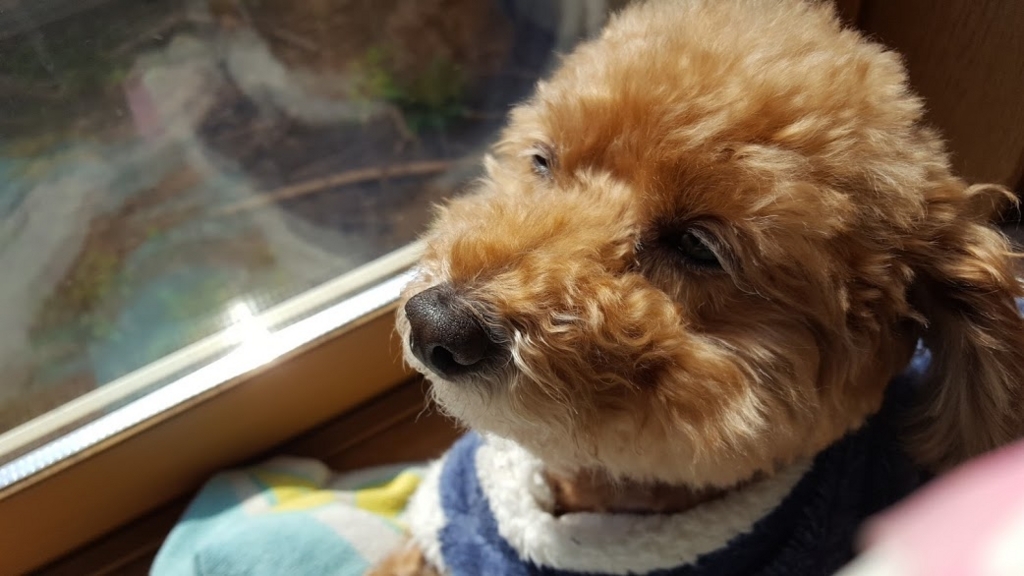 f:id:take_gooryu:20180704203226j:plain