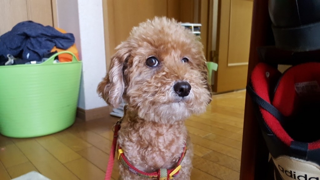 f:id:take_gooryu:20180704203241j:plain