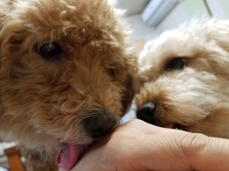 f:id:take_gooryu:20180704203243j:plain