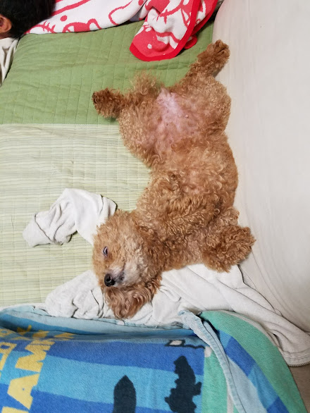 f:id:take_gooryu:20180704203246j:plain