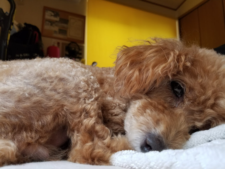 f:id:take_gooryu:20180704203258j:plain