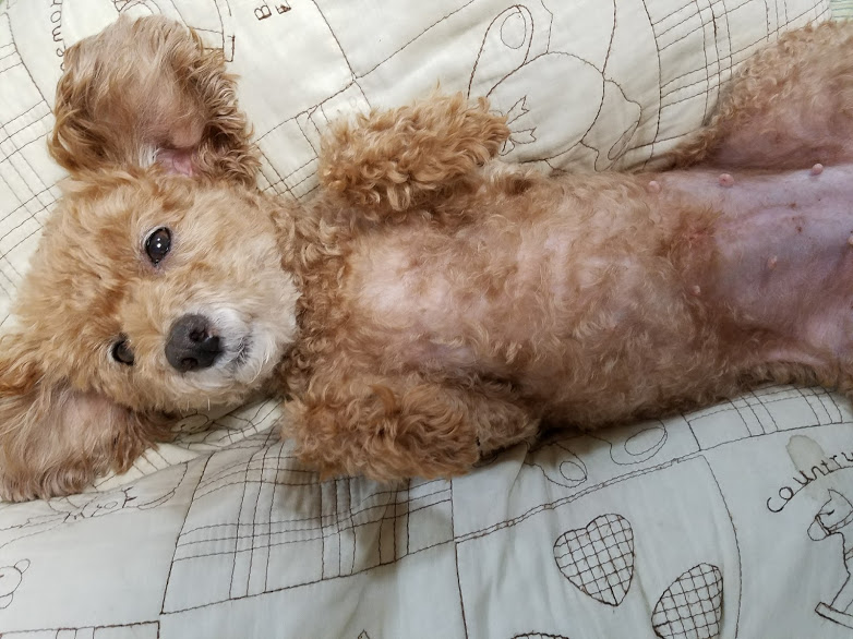 f:id:take_gooryu:20180704203306j:plain