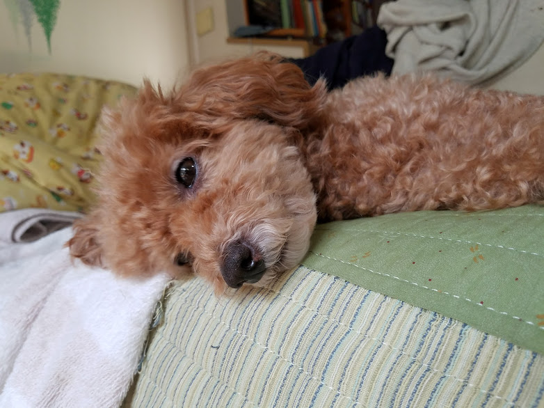 f:id:take_gooryu:20180704203315j:plain